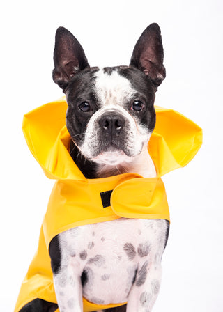 Woof vs Rain
